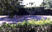 View of deer at Jungle Larry's African Safari at Caribbean Gardens in Naples, Florida.