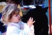 Visitor petting a cow at Green Meadows Farm in Kissimmee, Florida.
