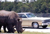 Visitors driving by White rhino at the Lion Country Safari amusement park in West Palm Beach, Florida.