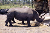 View of White rhinos at the Lion Country Safari amusement park in West Palm Beach, Florida.