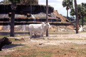 View of a Brahman bull at the Lion Country Safari amusement park in West Palm Beach, Florida.