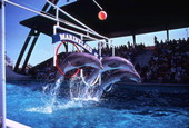 Dolphins leaping through hoops at the Marineland attraction.