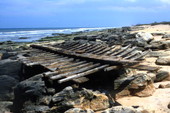 View of driftwood on the beach in Marineland, Florida.