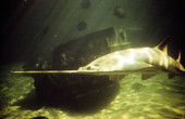 View of a sawfish at the Marineland attraction.