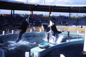Orca whales leaping out of the water for animal trainers during a show at the Miami Seaquarium attraction.