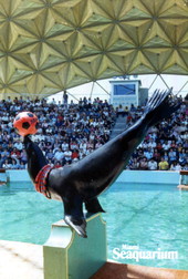 View of sea lion performing at the Miami Seaquarium attraction.