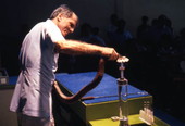 Bill Haast extracting venom from a cobra during a show at the Miami Serpentarium attraction.