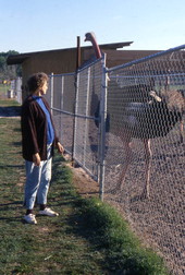 Person viewing ostrich at the North Florida Ostrich Farm.
