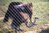 View showing ostriches at the North Florida Ostrich Farm.