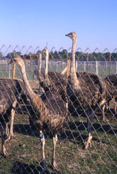 View of ostriches at the North Florida Ostrich Farm.