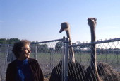 Person looking at ostriches at the North Florida Ostrich Farm.