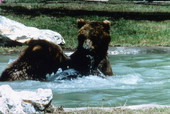 Brown bears at the World of Bears feature of the Silver Springs attraction in Ocala, Florida.