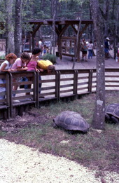Visitors viewing tortoises at the Silver Springs attraction in Ocala, Florida.