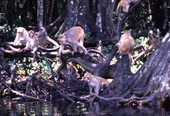 Rhesus monkeys at the Silver Springs attraction in Ocala, Florida.