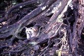 Raccoon at the Silver Springs attraction in Ocala, Florida.