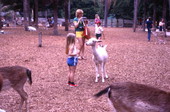 Visitors in the petting zoo at the Silver Springs attraction in Ocala, Florida.