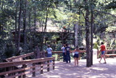 Visitors viewing a parrot on display at the Silver Springs attraction in Ocala, Florida.