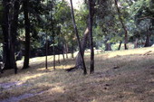 View showing trees in Silver Springs, Florida.