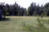 View looking toward trees in Silver Springs, Florida.