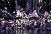 View of Rhesus monkeys at the Silver Springs attraction in Ocala, Florida.