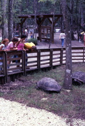 Visitors viewing tortoises at the Silver Springs attraction in Ocala, Florida.