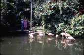 Visitors viewing flamingos at the Sunken Gardens attraction in Saint Petersburg, Florida.