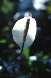 Close-up view of a Peace lily (Spathiphyllum) flower at the Sunken Gardens attraction in Saint Petersburg, Florida.