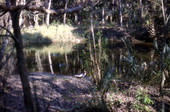 Scenic view at the Turkey Creek Sanctuary in Palm Bay, Florida.