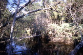 Scenic view at the Turkey Creek Sanctuary in Palm Bay, Florida.