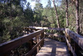 Boardwalk at the Turkey Creek Sanctuary in Palm Bay, Florida.