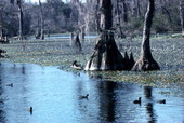 Scenic view of Wakulla Springs.