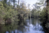 Scenic view of Wakulla River at Wakulla Springs.