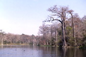 Scenic view at Wakulla Springs.