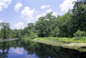 Scenic view of Wakulla Springs.