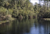 Scenic view of Wakulla River at Wakulla Springs.