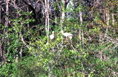 White ibis birds at Wakulla Springs.