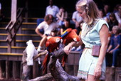Trainer with macaws at the Weeki Wachee Springs amusement park.