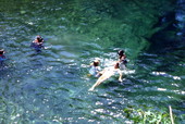 People swimming in the water at Blue Spring State Park near Orange City, Florida.