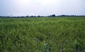 Meadow near the home of Lilie Thomas in Brooksville, Florida.