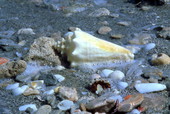 Conch shell on the beach at Captiva Island, Florida.