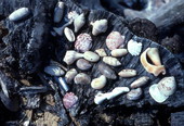 Various seashells collected at Sanibel Island, Florida.