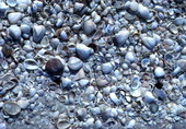View of seashells on the beach at Sanibel Island, Florida.