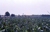 View showing crops on farmland in Clewiston, Florida.
