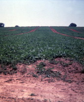 View of crops on farmland in Clewiston, Florida.