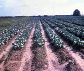 View showing rows of crops on farmland in Clewiston, Florida.