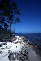 Shoreline of the East Point cape.