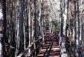 View showing a wooden footbridge at the Corkscrew Swamp Sanctuary in Collier County, Florida.