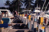 Close-up view of a dock in the Florida Everglades.