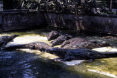 Gators at the Everglades Wonder Gardens attraction in Bonita Springs, Florida.