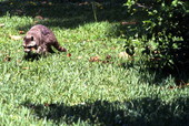 View showing a raccoon in the Everglades National Park.